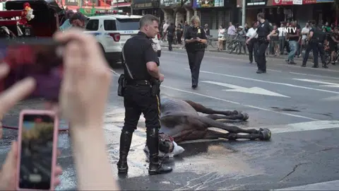 Just how hot is it? Carriage horse collapses on New York City street