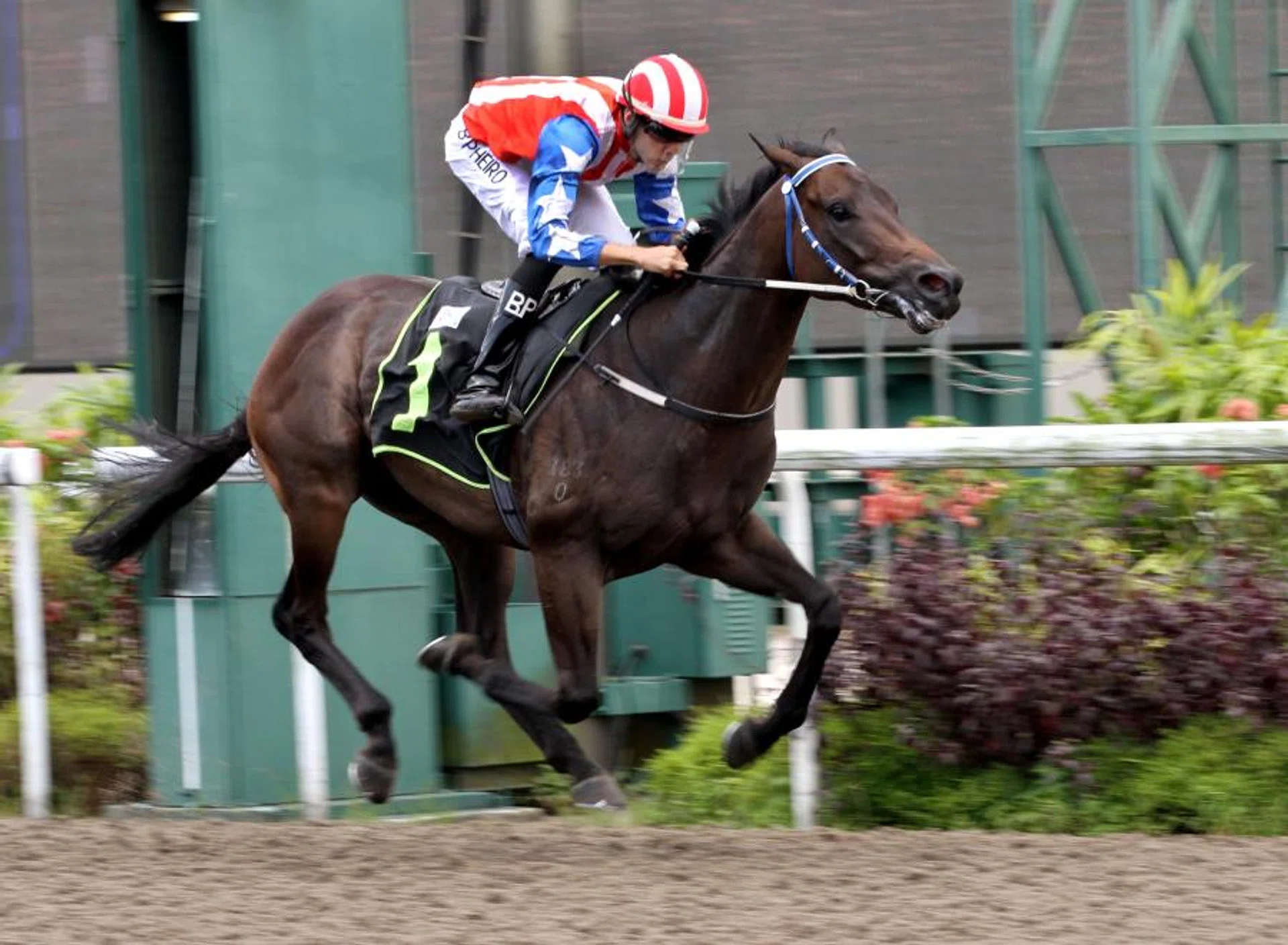 Bernardo Pinheiro steering Big Union to an easy victory in a Restricted Maiden 1,100m race on the Polytrack on June 9. The three-year-old son of Zoustar will take on a Class 4 field in a 1,400m turf race on Juy 21. 