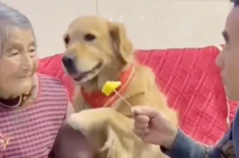 Cute dog 'defends' elderly woman after man teases her with fruit