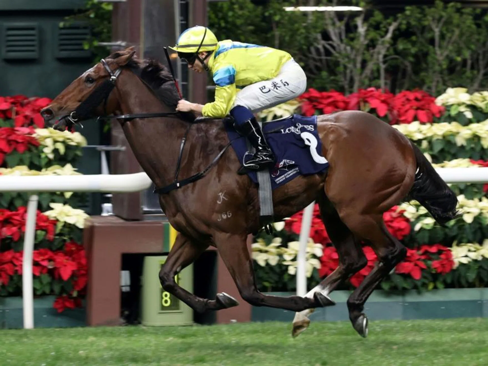 Aurora Lady (Mickael Barzalona) romping away to an easy win in the fourth leg of the 2024 Longines International Jockeys' Championship at Happy Valley on Dec 4.


