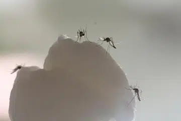 'Wearable' mosquito repellents may not work: Research