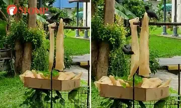 Pig skins left out to dry behind Hougang restaurant; birds appear grateful