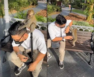 Watch man and monkey bond at a Singapore park