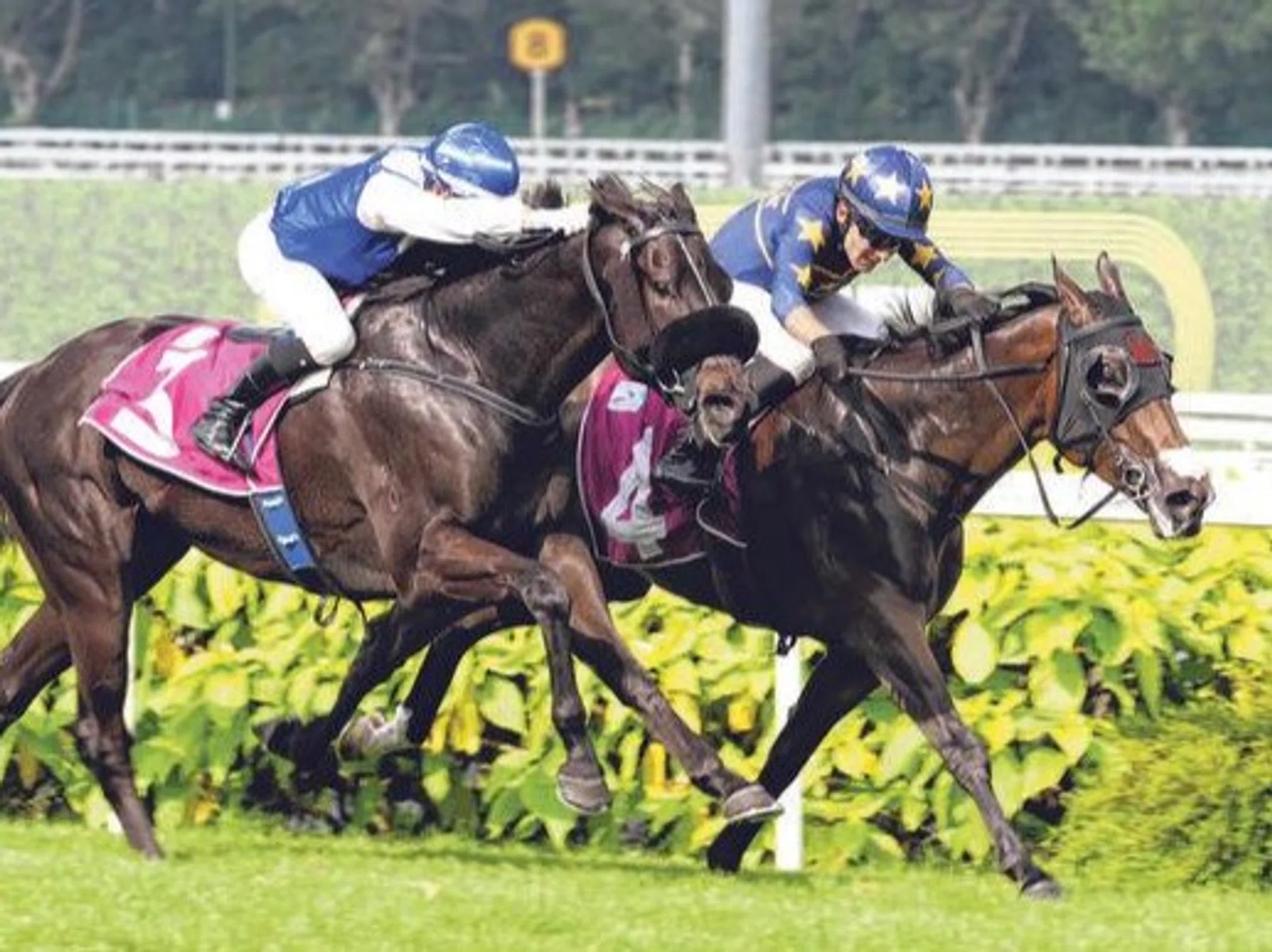 Lim's Bighorn (Marc Lerner), on the inside, staving off a late challenge from Bakeel (Manoel Nunes) to prevail by a short head in the Group 2 Singapore Three-Year-Old Classic (1,400m) at Kranji on April 27.
