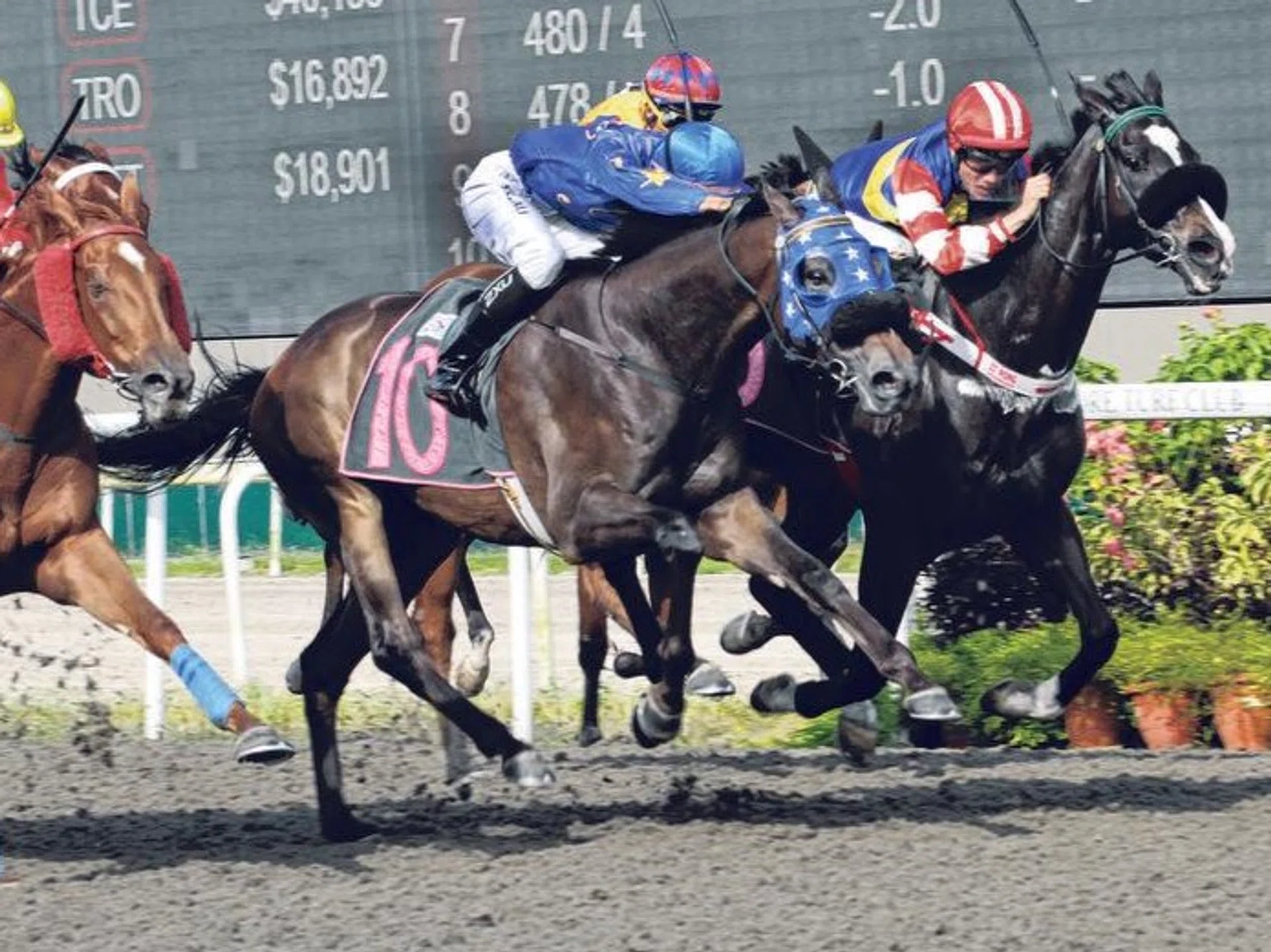 Apprentice jockey Sazali Ramli pulling out all the stops to drive Screen Shot to a nose win from Red Dragon (Wong Chin Chuen), on the rails, with Tennet Tentennet (Manoel Nunes, yellow cap) another head away in third in the Class 4 race (1,700m) on Sept 14. Sazali was posting his third career win.
