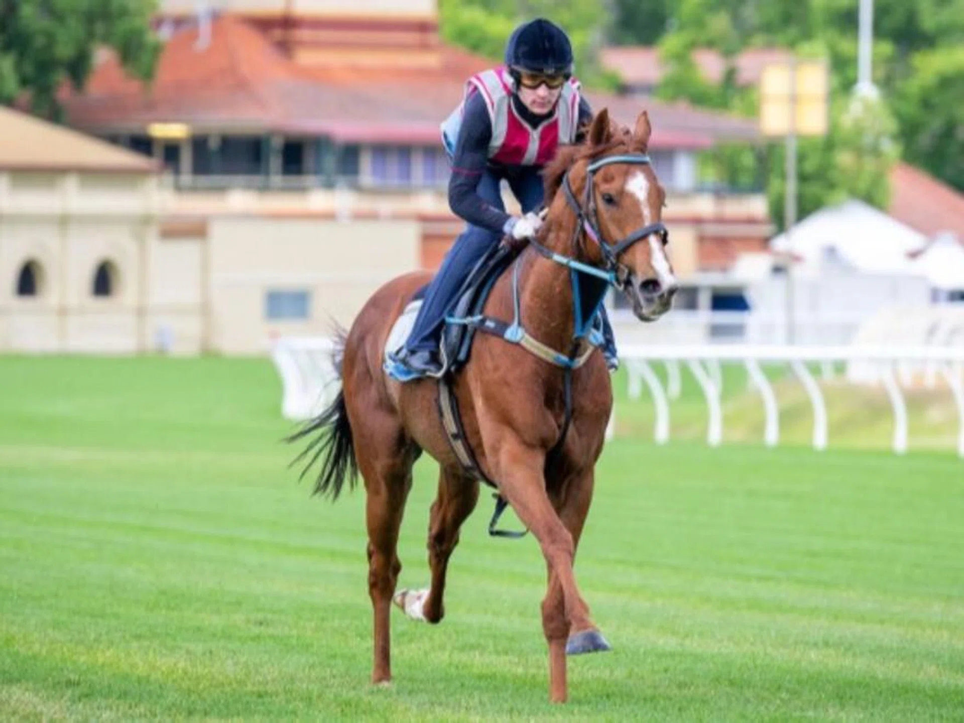 The Ciaron Maher-trained Light Infantry Man limbering up under a track rider at Ascot in Perth. The French-bred raced below par in the Group 1 Railway Stakes but aims to atone in the Group 1 Northerly Stakes on Dec 7.
