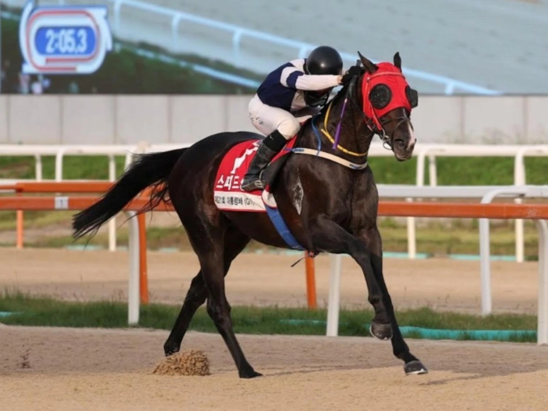 Speed Young (Jung Do-yun) landing the spoils in the Group 1 President’s Cup (2,000m) in Seoul on Oct 19. It was the Bang Dong-suk-trained galloper’s biggest victory.
