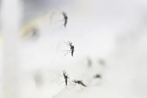 Chikungunya virus infections on the rise in Singapore