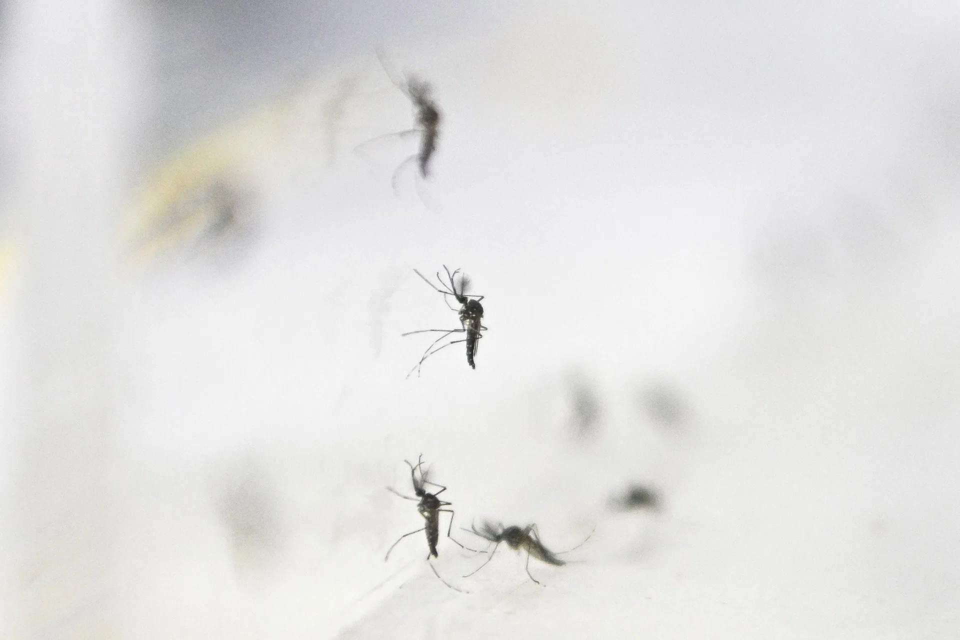 Chikungunya is a viral disease spread by two species of mosquitoes, Aedes albopictus and Aedes aegypti.