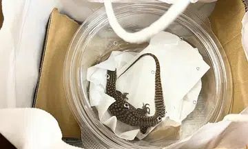 Outcry after live lizard mailed to Japanese zoo