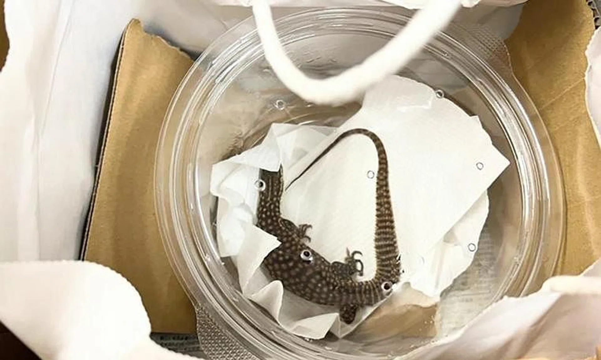 The lizard was found to be a very weak and vulnerable state. 