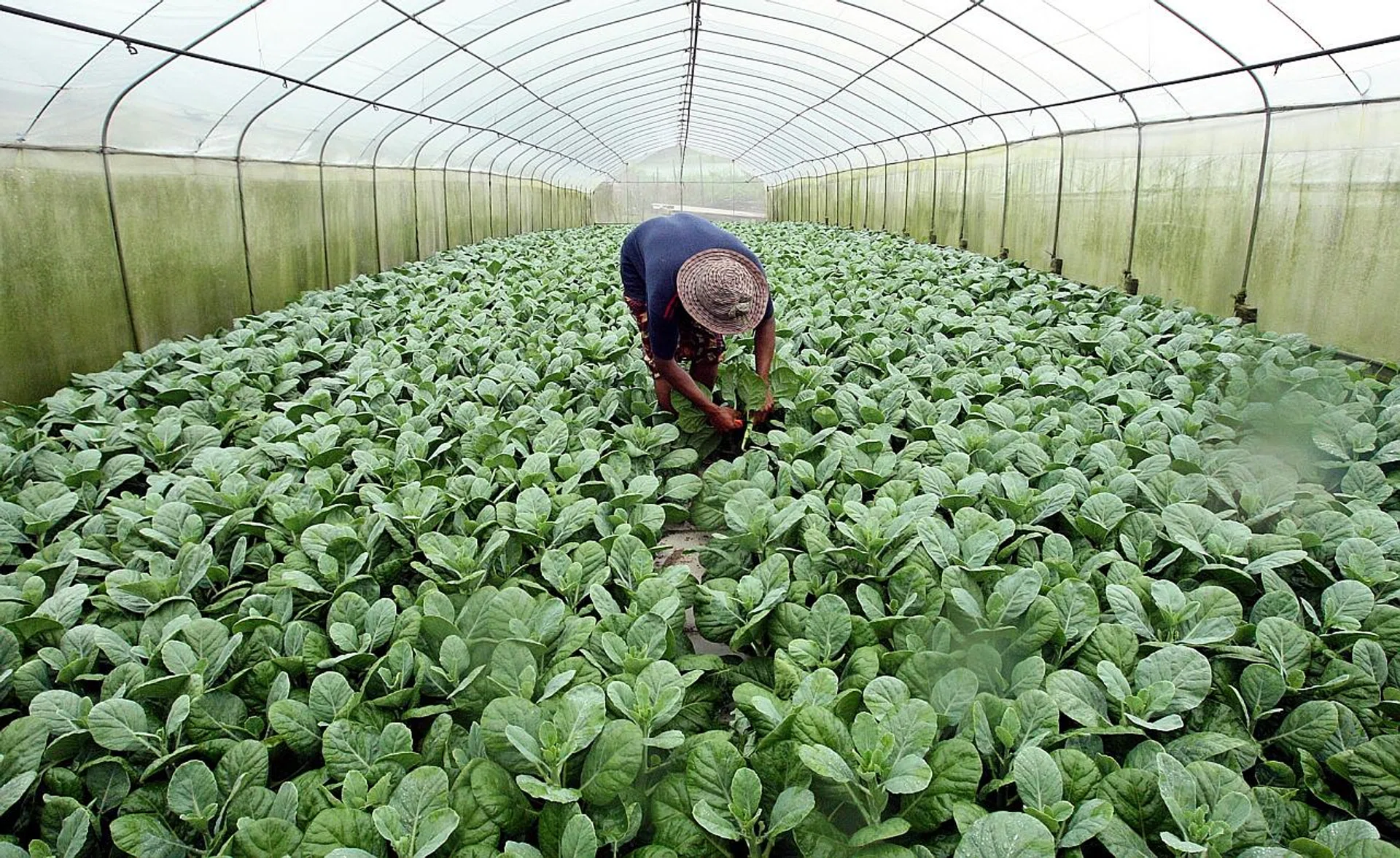 A worker harvesting kai lan at a local farm. The standard will help vegetable farms adopt smart techniques and practices to cut the amount of resources being wasted.