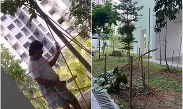 Wanted: Man who chopped tree down at new Tampines BTO estate