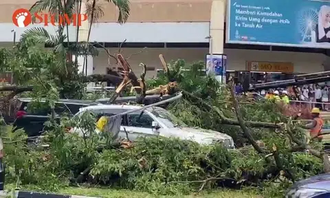 Passers-by rush to help after 20m-tall tree falls on vehicles outside City Plaza
