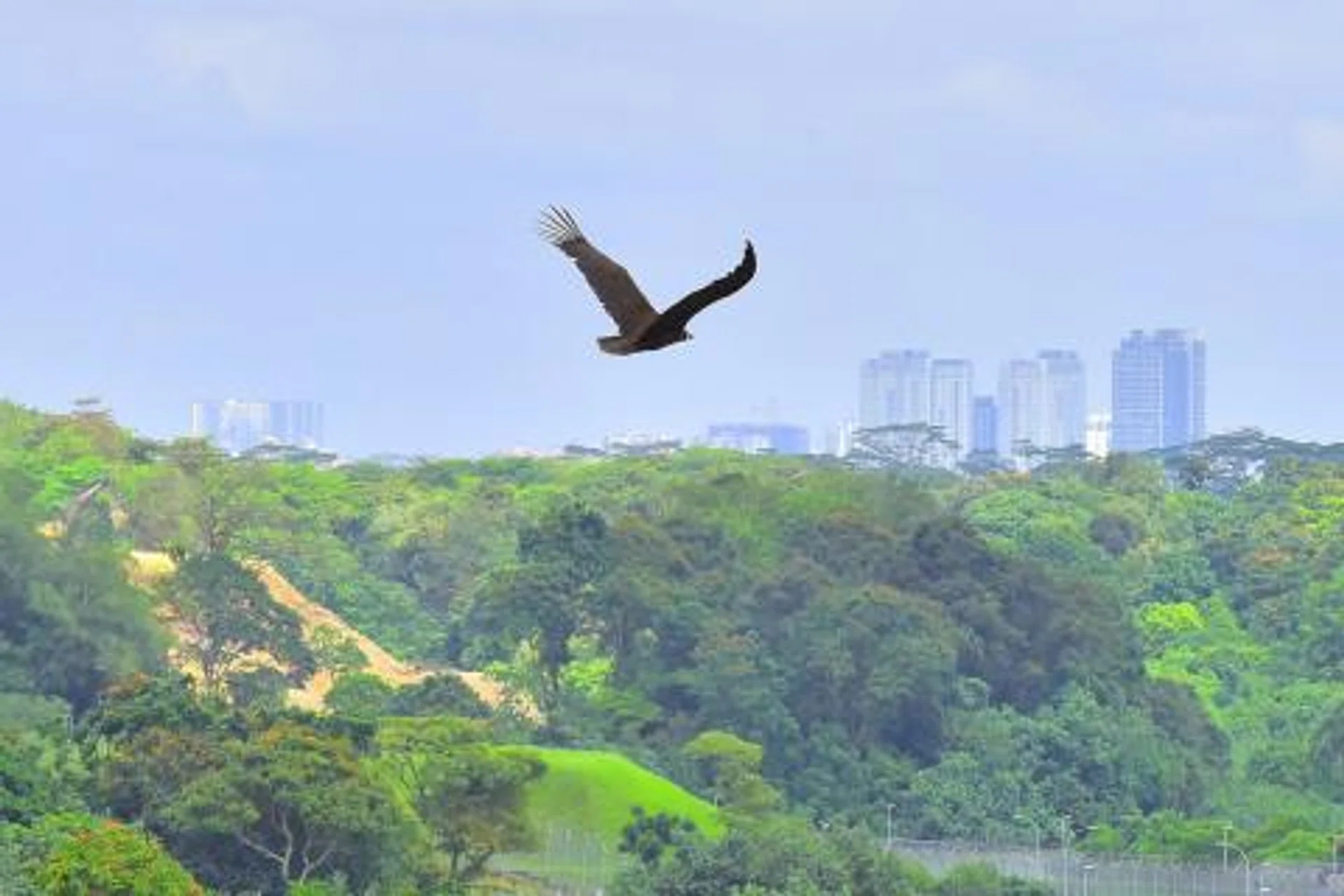 The cinereous vulture successfully sustained flight after it had been released to fly for a third time on Jan 10 at a greater height.