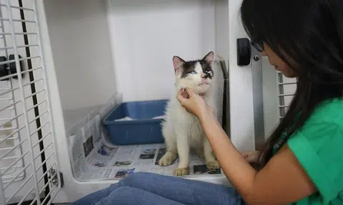 AVS calls for public feedback on guidelines for animal shelters