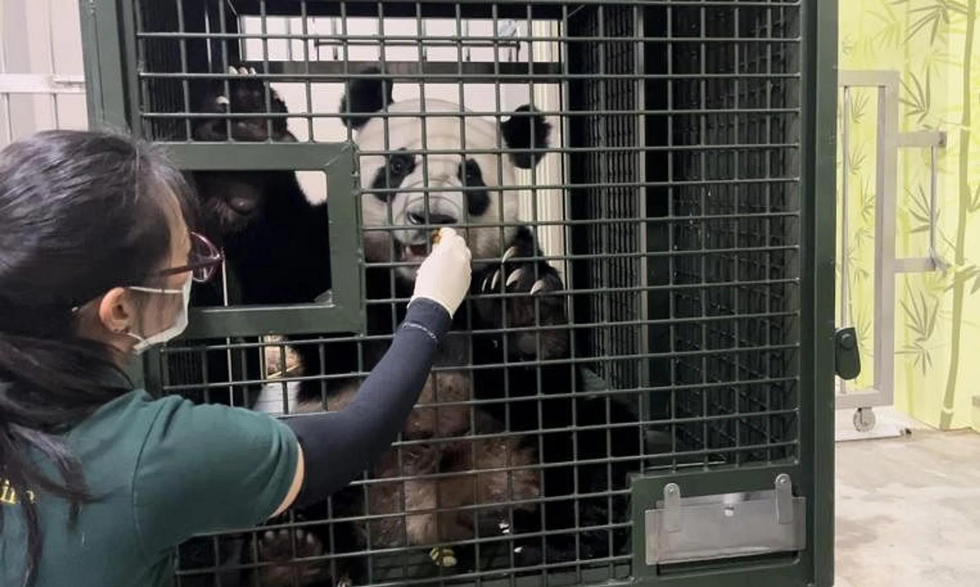 Le Le in his customised crate, which will be used to take him to Chengdu, China, on an SIA flight in January 2024.