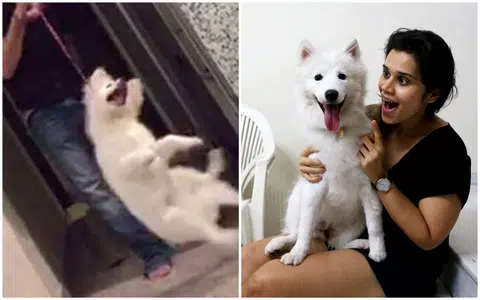 Dog in abuse video has new owner and new lease of life