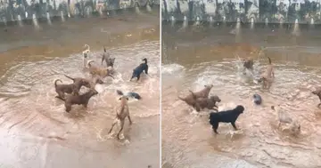 Dogs and lone otter get into a scrape at canal