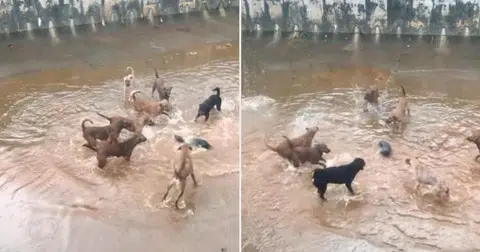 Dogs and lone otter get into a scrape at canal