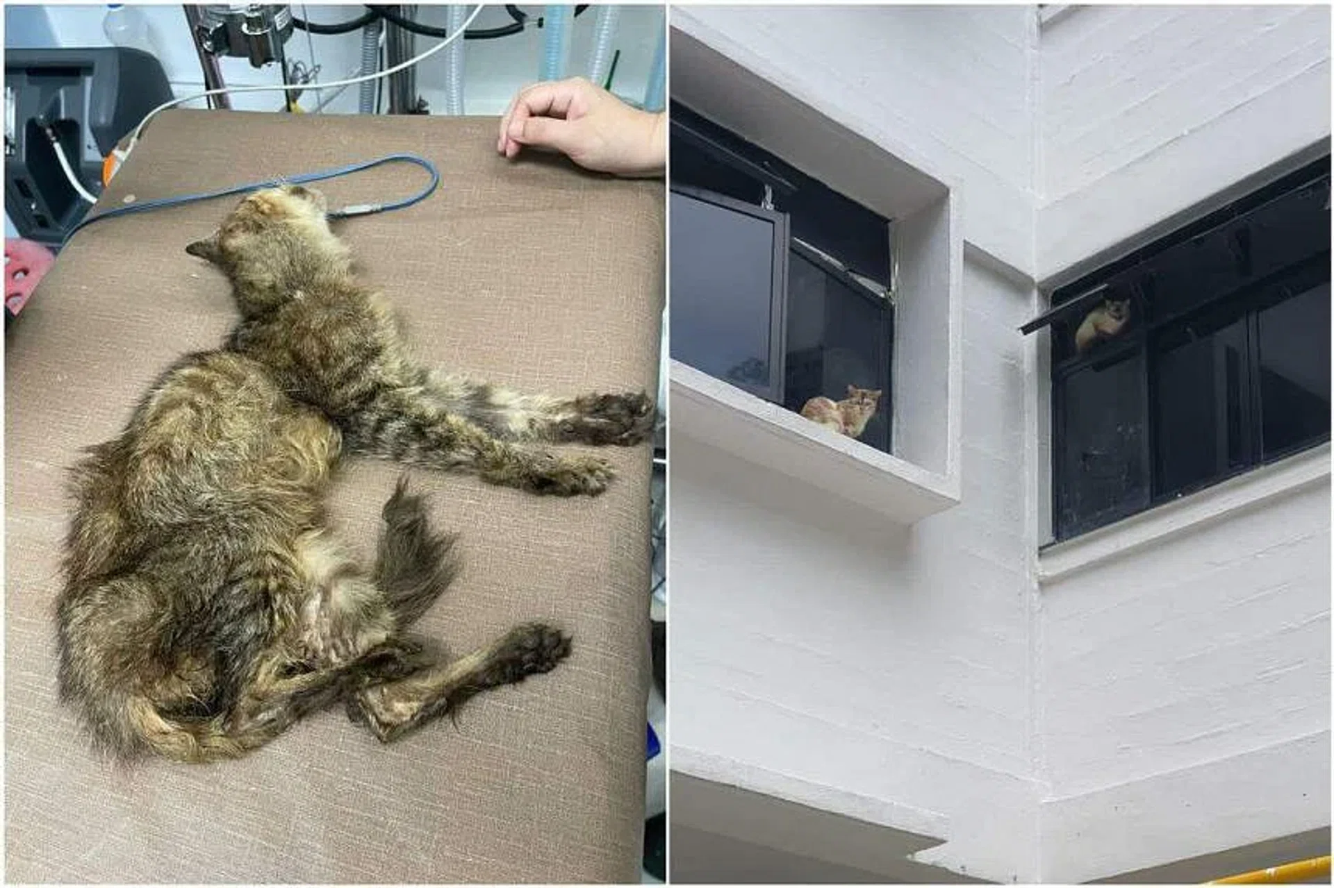 More than 30 cats have been rescued from a rental flat in Pipit Road after the unit caught fire last week. PHOTOS: JO LIN/FACEBOOK
