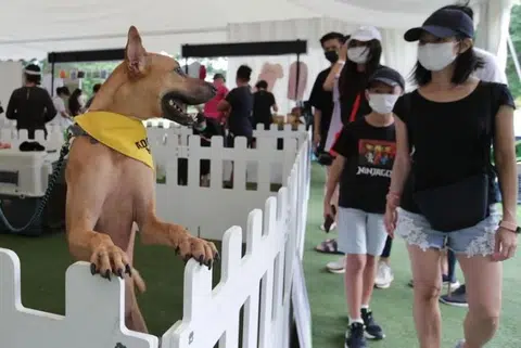 Scheme that lets HDB flat owners adopt larger dogs now permanent