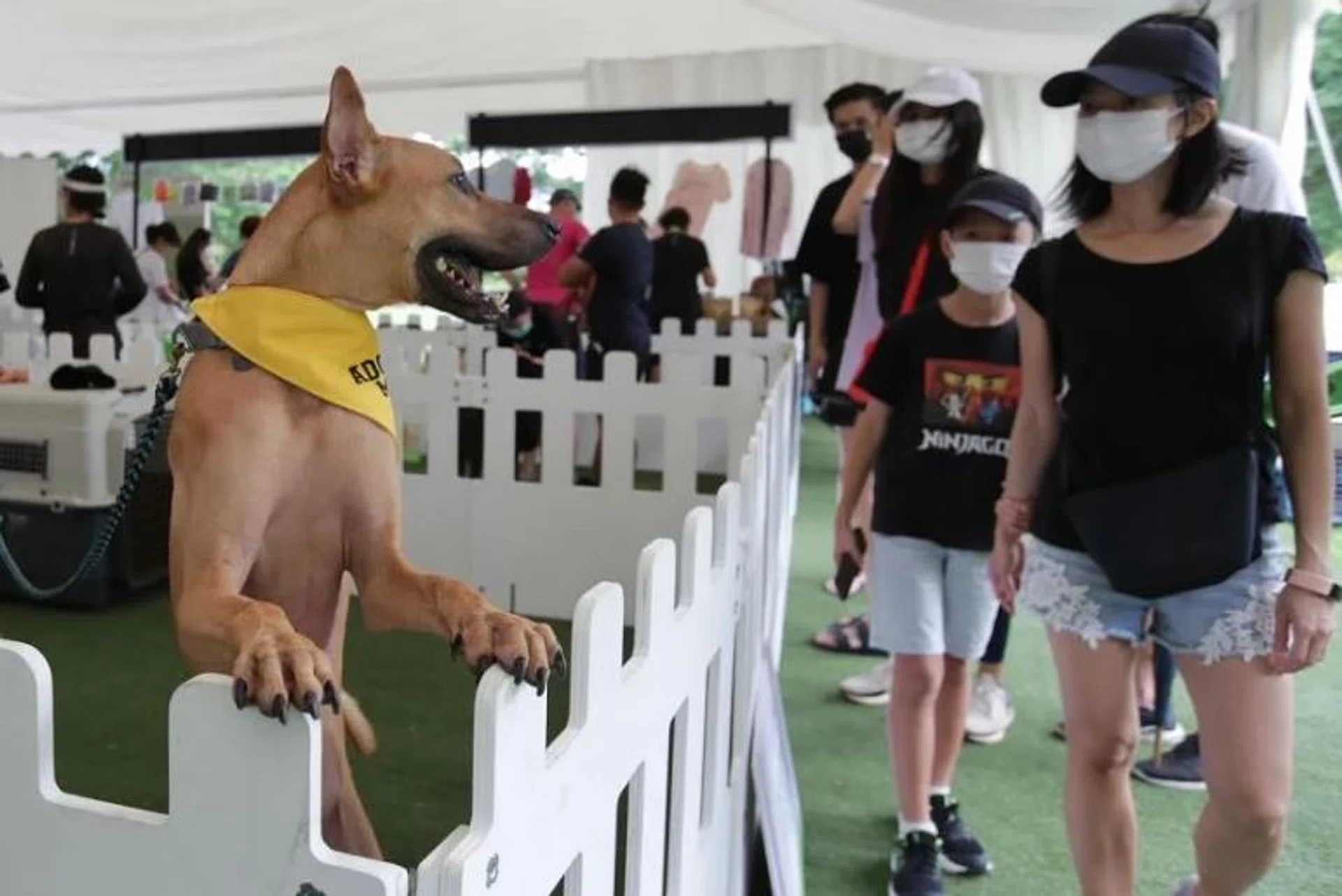 Pets’ Day Out 2022 held at Bishan-Ang Mo Kio Park on June 18. ST PHOTO: GIN TAY