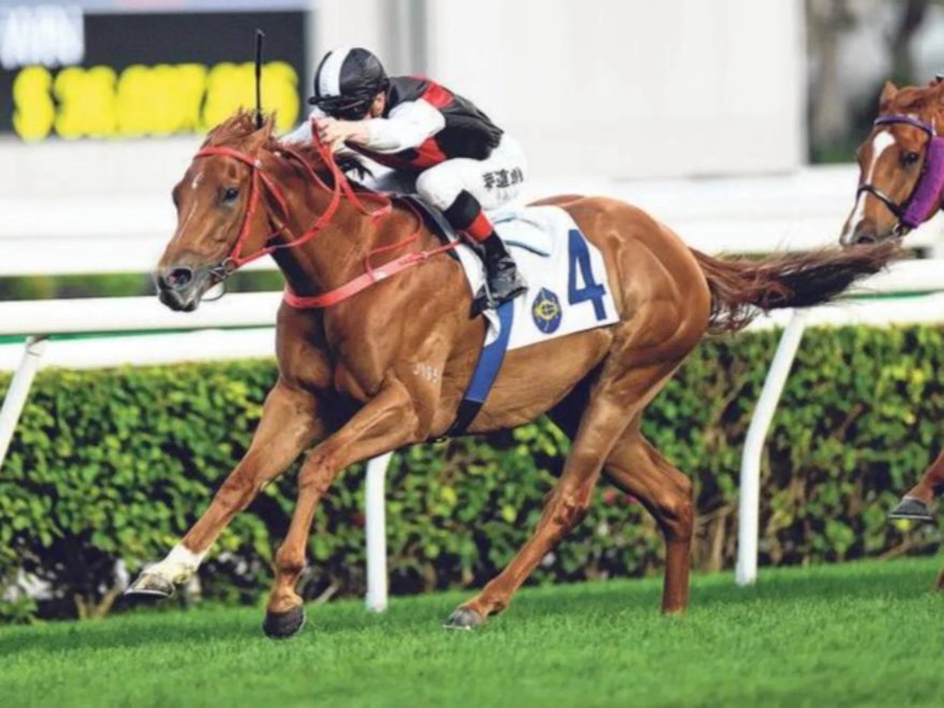 
Young Champion (James McDonald) scoring his first win at Sha Tin on Feb 25. He can win the Class 2 (1,600m) at the same track on Nov 24 with Karis Teetan aboard.
