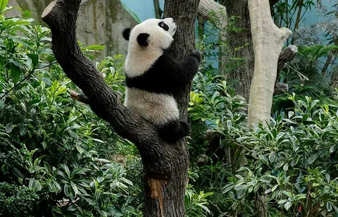 Singapore-born panda cub Le Le climbs trees, netizens gush