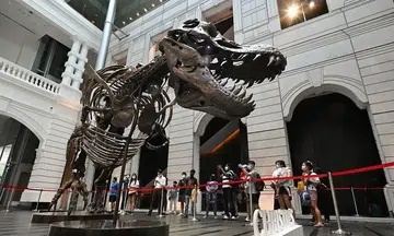 Dinosaur enthusiasts throng VCH to view T-Rex skeleton