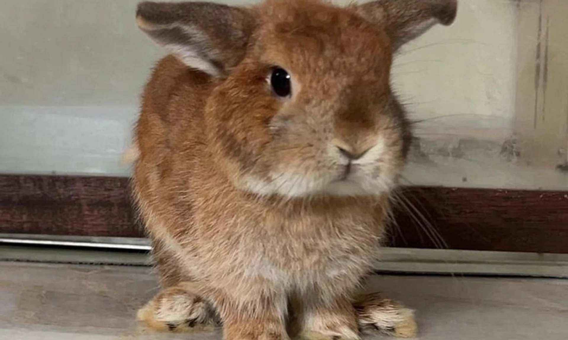 A rabbit that had been given medication suspected to be counterfeit. 