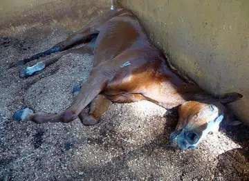 'Thousands' spent to save horse, says stable