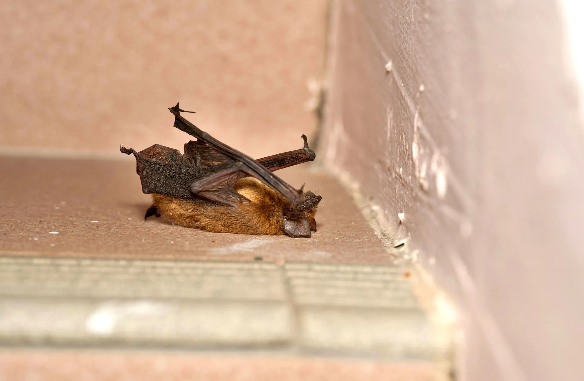 In January 2025 alone, 15 cases of groundings and seven deaths of the Javan pipistrelle were reported in NTU. 