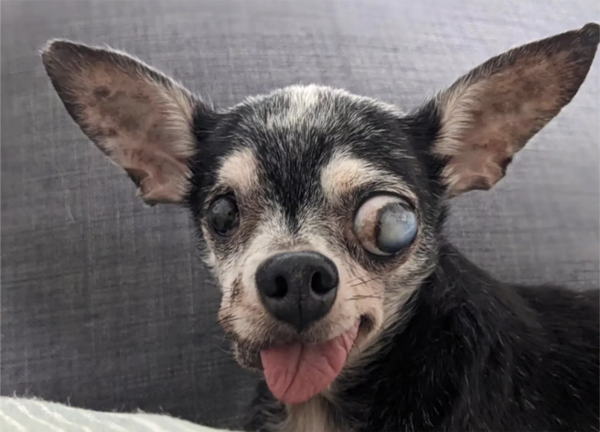 Toof the ex-breeding chihuahua.