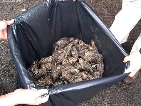 Vesak Day practice of releasing animals harms ecosystems
