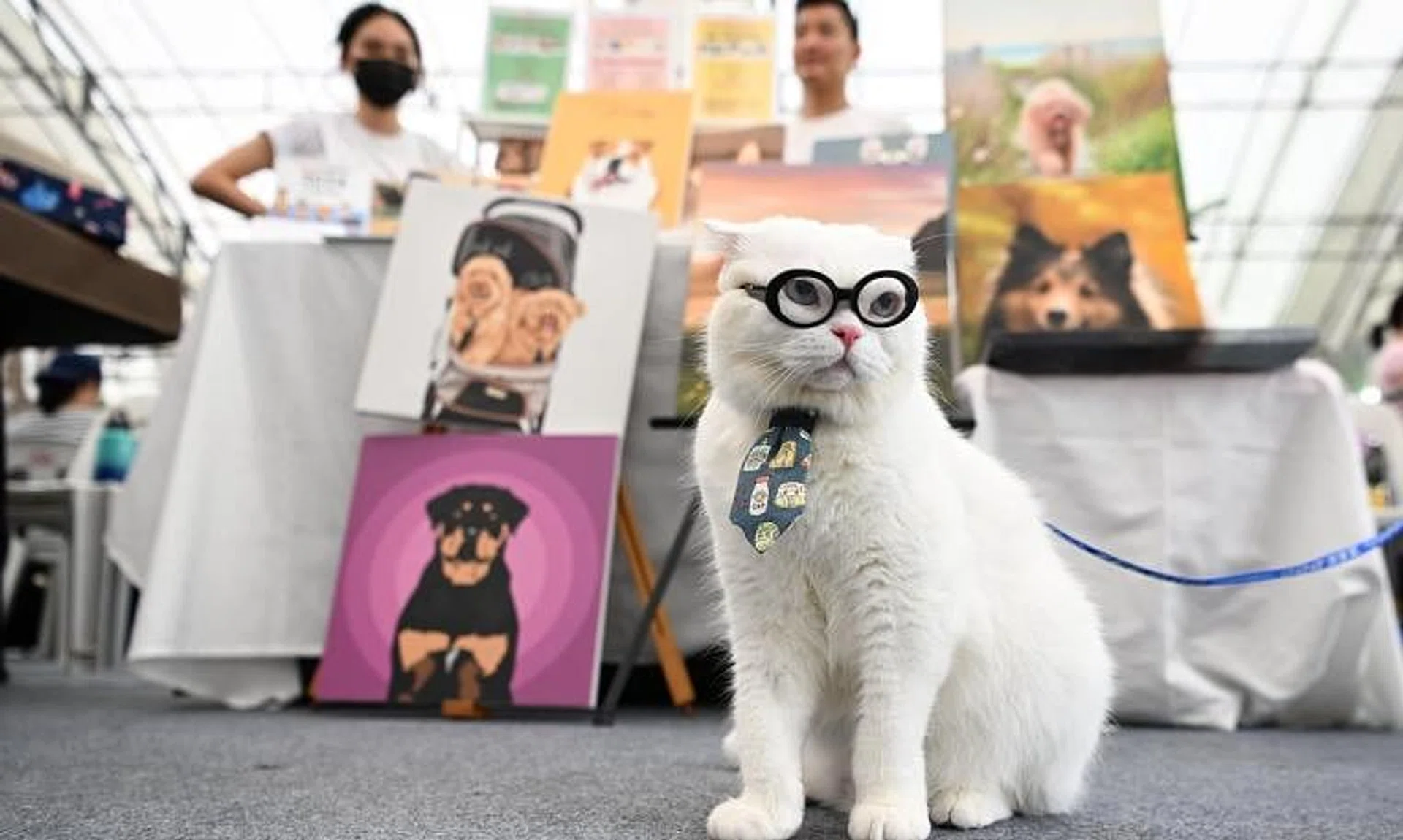 Pet cats will also need to be microchipped and licensed, under a new proposed framework on cat management announced on Dec 2.