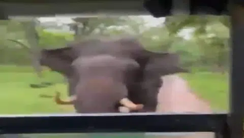 Why so angry: Safari jeep in narrow escape as elephant charges at it in Indian forest