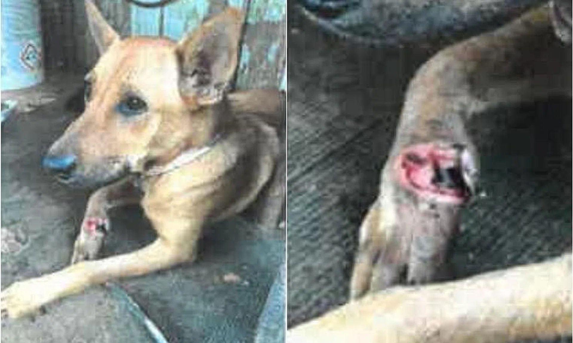 The dog's wound had “putrid brown discharge” dripping from it and open cavities with numerous maggots.