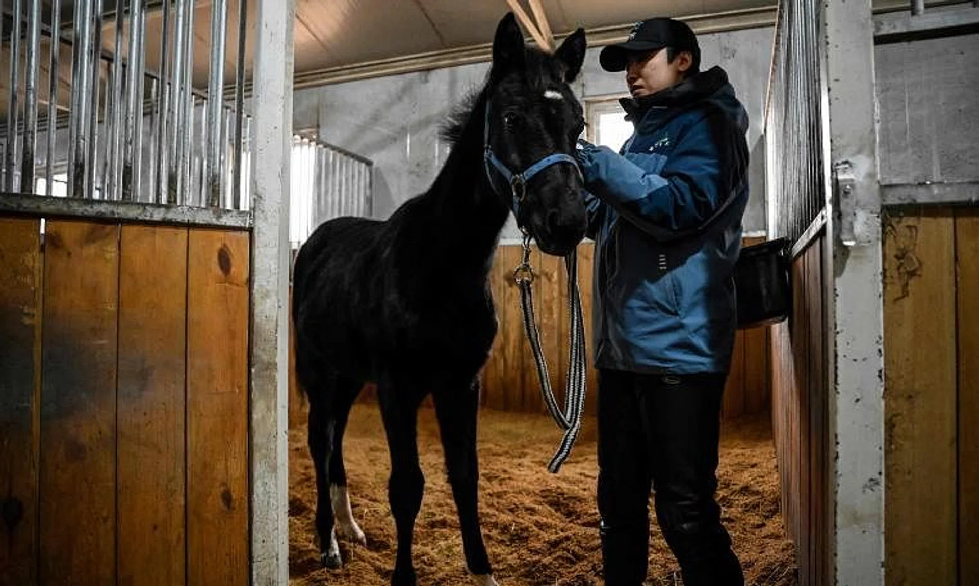 Zhuang Zhuang, seen here with  animal trainer Yin Chuyun at a stable in Beijing, is a clone of a horse imported from Germany.