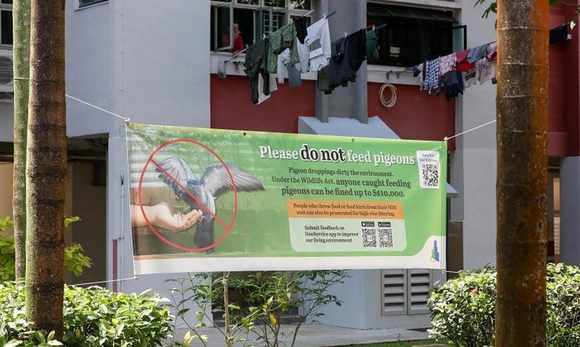 The three town council areas were chosen for their high pigeon populations and proximity to each other.