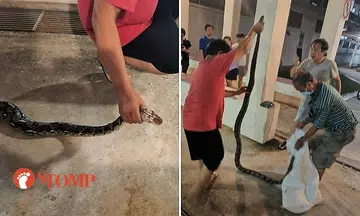 Bedok neighbours rally to protect hood from snake, man grabs it by neck and places it in sack