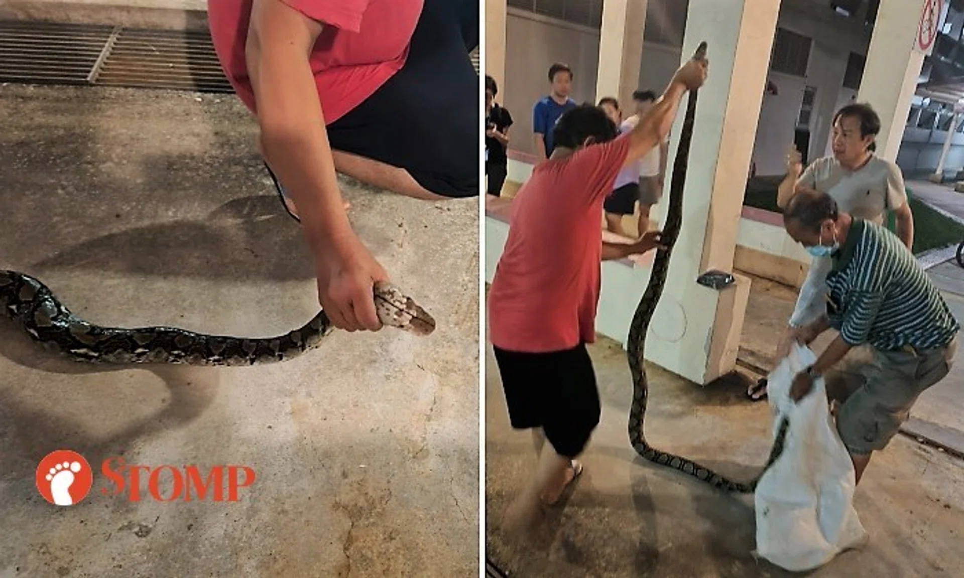 A man in a red T-shirt grabbed the snake by the neck and carried the reptile to another man holding a sack.
