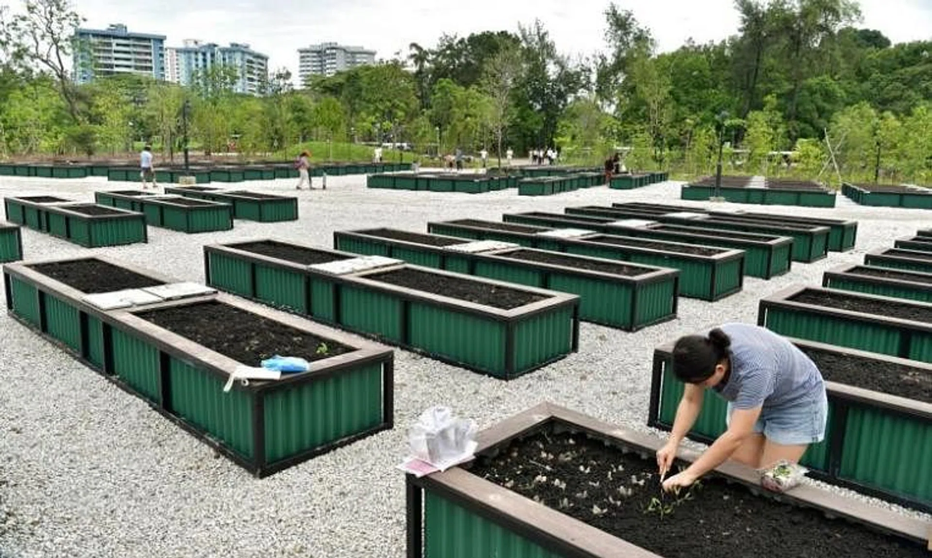 Some 800 other plots in 27 sites in the heartland are managed by residents' committees and residents' networks. 