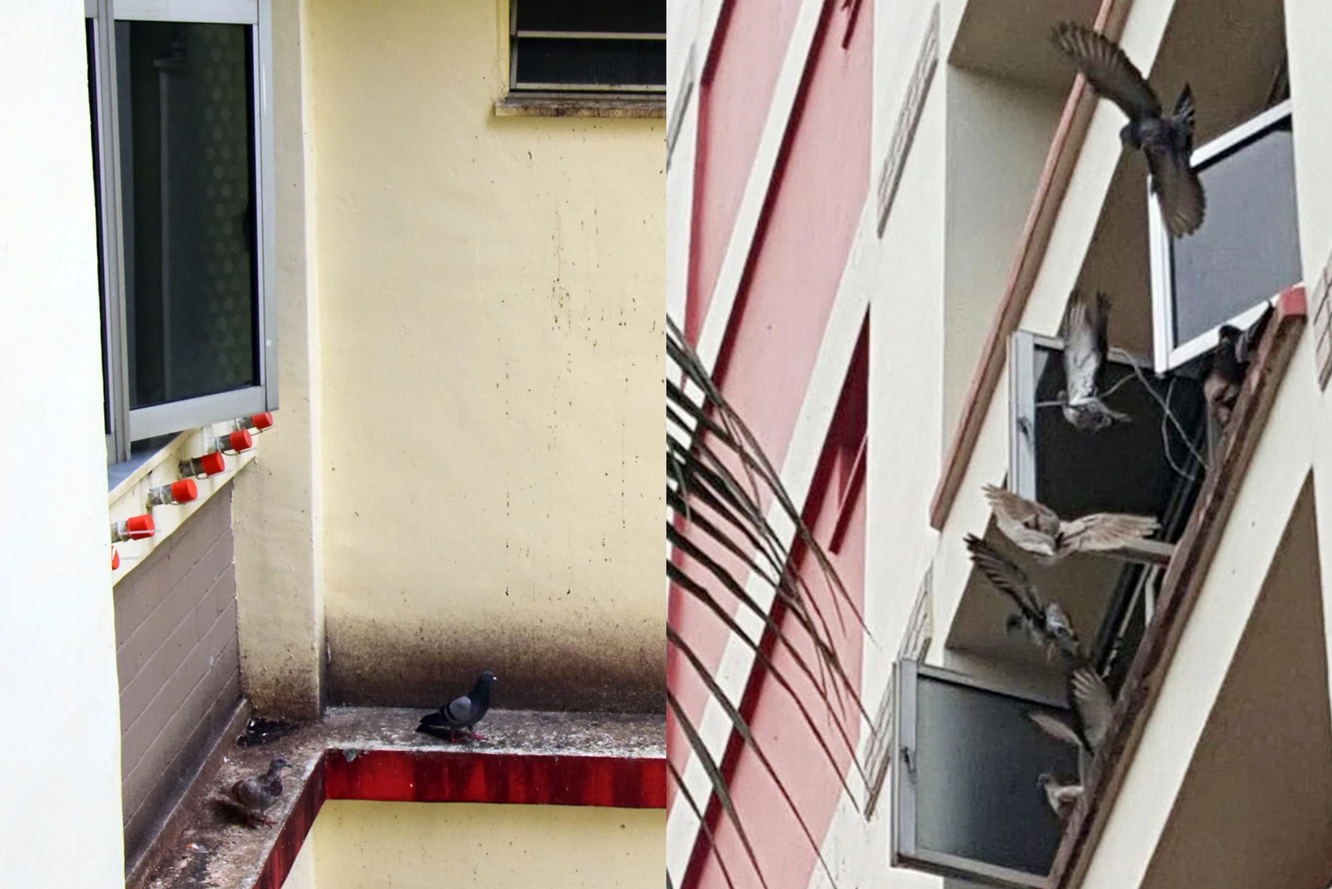 PIGEON HOLD: (Right) A resident of Block 628, Pasir Ris Drive 3, has been tying pigeons by their legs with string to her kitchen window, and residents have been complaining about the smell and the droppings (left).