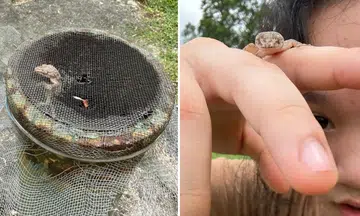 Man proud of daughter who saved lizard trapped in mesh