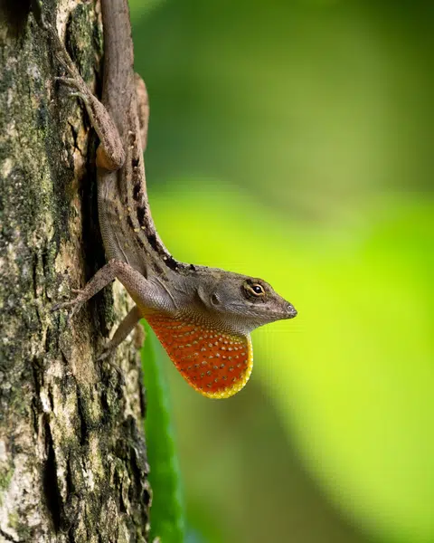 A brown anole displaying its dewlap found under its throat.