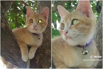Thai cat with 'diamond' eye goes viral on TikTok