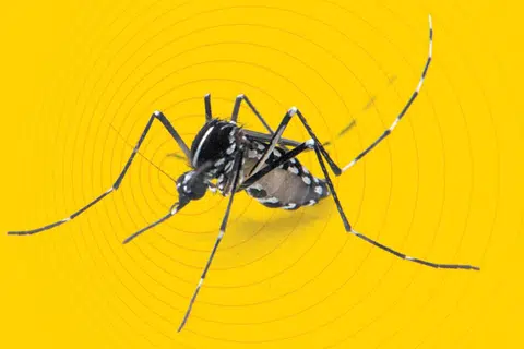 Dengue warning as Aedes mosquito numbers grow