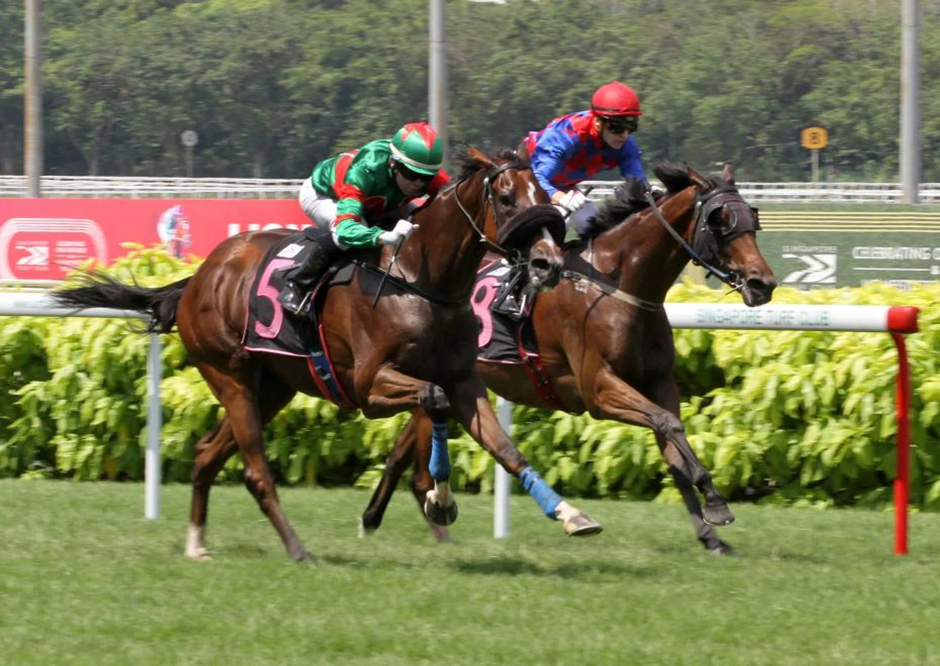 Five-time Singapore champion jockey Manoel Nunes bringing home his solitary Kranji winner, Flying Fighter (No. 5) in the Class 5 Division 1 race (1,600m) on July 28. He will miss the chance to extend his one-win lead over fellow Brazilian jockey Bruno Queiroz on Aug 4. He will take rides at Murray Bridge near Adelaide, Australia on Aug 3.