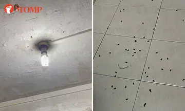 Bees habitually attack Telok Blangah resident at home, family left with 'bruises for days'